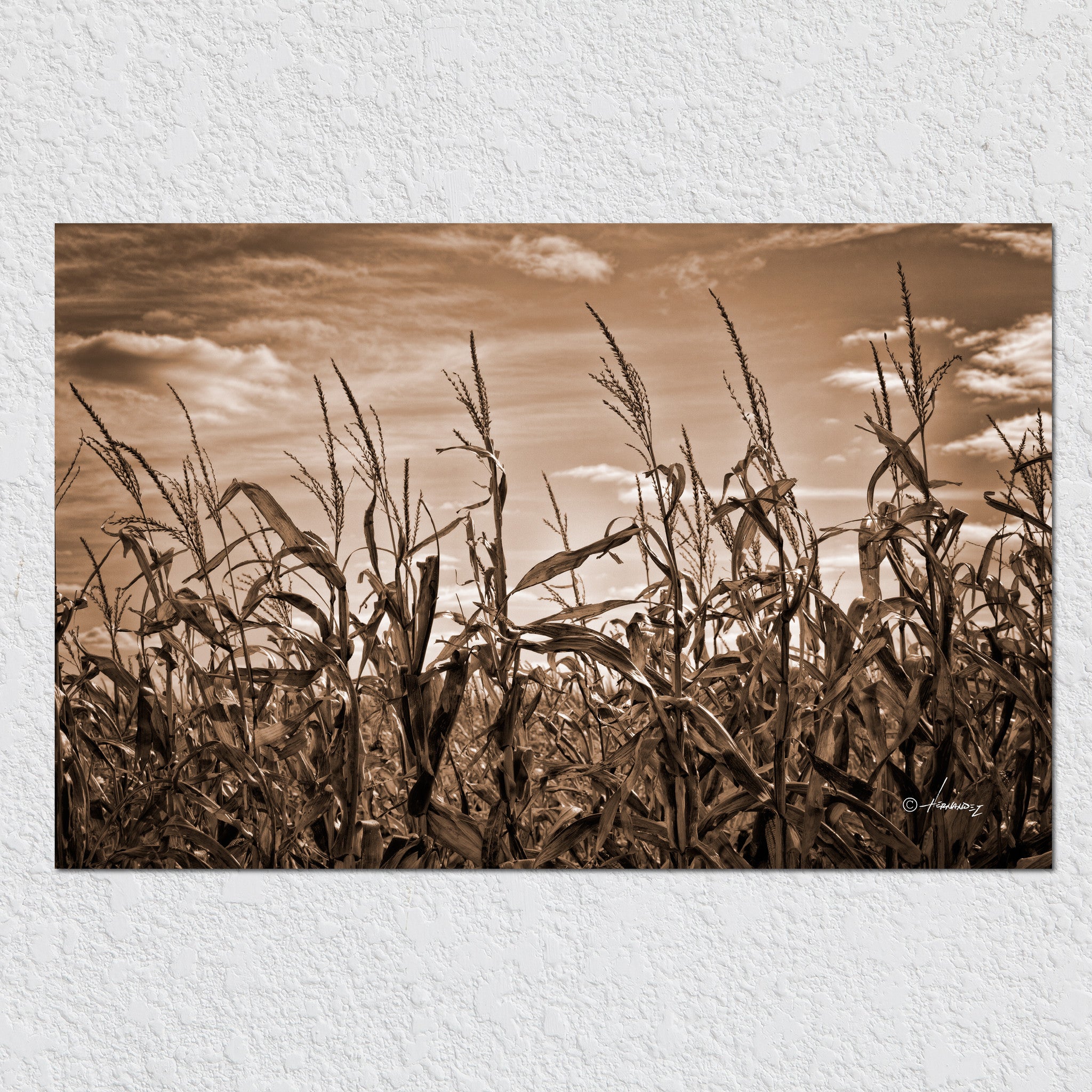 Corn Stalks by Peter Hernandez