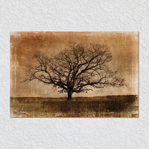 Single Tree by Peter Hernandez